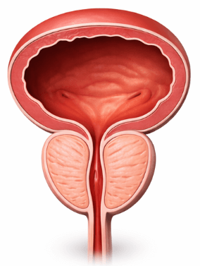 Healthy, Normal-Sized Prostate